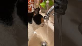 El gato solito abre la llave y toma agua [upl. by Ibbed]