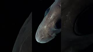 The Mysterious Deep Sea Ghost Shark deepsea [upl. by Lingwood]