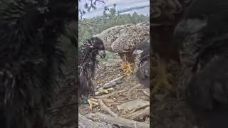 birds hyena hiphopmusic funny hyenas musicgenre animals wildebeest musicstyle sad [upl. by Ribaj832]