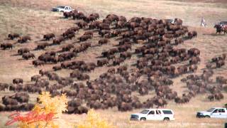 2011 Custer State Park Buffalo Roundup [upl. by Oys]