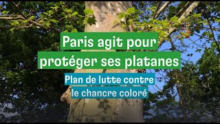 Paris lance un plan pour lutter contre le chancre du platane [upl. by Okimik]