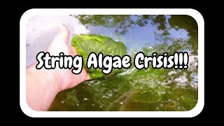 String Algae from my pond [upl. by Fillian]