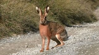 Chasse du lièvre aux chiens courants [upl. by Bouchier335]