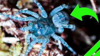 Trapdoor Spider Setup and Unboxing  Liphistius ornatus amp MORE [upl. by Arehs]