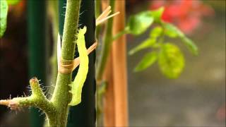 CHENILLE DE LA NOCTUELLE DE LA TOMATE verte fluo [upl. by Anividul937]