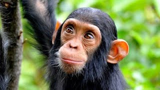 Sweetwaters Chimpanzee Sanctuary [upl. by Fagin389]