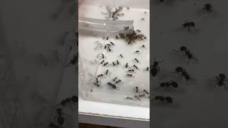 Mission sauvetage pour ces fourmis asiatiques partie 2 [upl. by Armillda796]