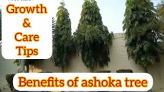 Ashoka treehow to grow ashoka tree fastashoka tree benefitsPolyalthia longifolia [upl. by Mcgean]