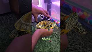 Turtle 🐢 ki Delivery Ho Gayi Ghar 🏡 par Finally  petsvlog animal tortoise fish trending [upl. by Aneis]