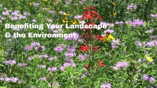 How to Have a Sustainable Lawn and Landscape [upl. by Aliza]