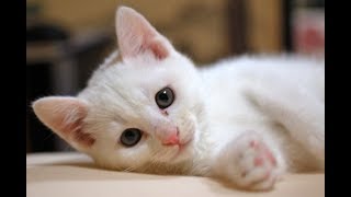 ♥Cute Dogs and Cats Funny Compilation 2018♥ [upl. by Christen]