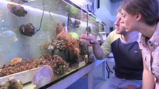 TIM Nitrogen cycling in corals the key to understanding holobiont functioning [upl. by Yrroc]