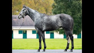 Lot 266 ZERAFA  Arqana Breeding Stock Sale 2024 [upl. by Ailemrac]