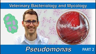 Pseudomonas  nonfermenters Part 2  Veterinary Bacteriology and Mycology [upl. by Seko]