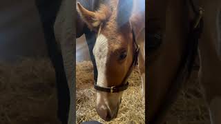 Foal first time with headcollar justhorseriders ilovemyhorse cutehorse firsttime equestrian [upl. by Ottie]