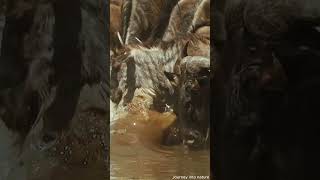 Crocodile ambush The terrifying encounter between zebra and antelope [upl. by Verla424]