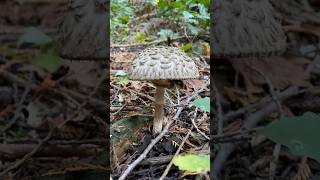 Shaggy Parasol 🍄‍🟫 fungi mushrooms asmr [upl. by Kcirderfla]