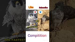 Falcon vs pigeon 🕊️🙄compitition kabutar channel [upl. by Eriha]