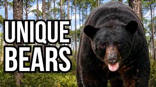 5 Of The Most Distinctive Black Bear Subspecies In North America [upl. by Doerrer]