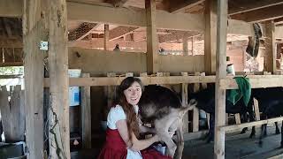 Handmilking Lamancha Goats [upl. by Anawek503]