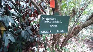 Night Flowering Jasmine Nyctanthes arbortristis [upl. by Bishop]