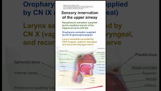 Sensory innervation of the upper airway [upl. by Kally]