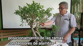 FICUS PERTUSA MANTENIMIENTO 0421 [upl. by Enawd]