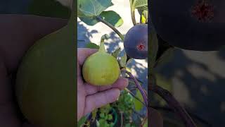 👁 👁 FIG SIZE MATTERS YELLOW LONG NECK VS ITALIAN 258 FIGS BOTH DELICIOUS AND 👍 SUBSCRIBE PLEASE [upl. by Ailaht]