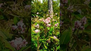 🌺LESSER KNOTWEED quotMADAM JIGARDquot🌺persicaria campanulata [upl. by Alliuqal]