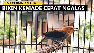 suara kemade gacor ‼️ Masteran burung cabe cabean  cit keres bahan agar cepat bunyi ngalas ngeder [upl. by Harcourt870]