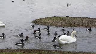 Diving ducks foraging around a mute swan [upl. by Gernhard102]