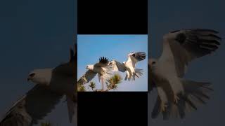 Hablemos de Elanus axillaris aves bird lovenature animalautralia falcon discovery [upl. by Ziom]