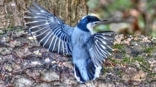 Dance Of The Nuthatch [upl. by Froh]