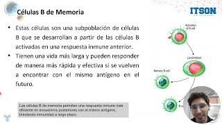Subtipos de linfocitos B y Cambios conformacionales [upl. by Schofield583]