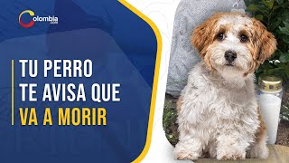 5 señales de alerta que tu perro está por morir [upl. by Ynnhoj]