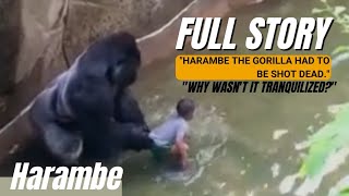 The Most Complete Story About Gorilla Harambe Animalfact18 [upl. by Yrreb65]