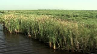 Wetlands Texas Aquatic Science Chapter 10 [upl. by Naahs]