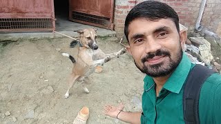 tigar ka aaj hua Milan 🤭🤣fair jo hua video ko and tak dekh na bhut maja ayega 🤭guys ❤️ [upl. by Ober]