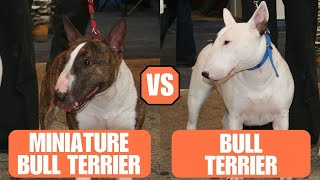 Miniature Bull Terrier vs Bull Terrier  Which Breed Is The Best [upl. by Analah289]