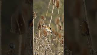 Goldfinch 🤝 Teasel birds birdwatching birdlover nature wildlife outdoors [upl. by Solon]