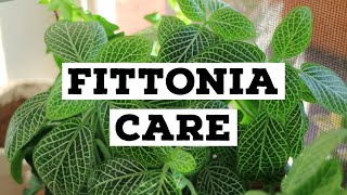 How to care for Fittonia  Nerve plant care [upl. by Targett]