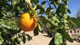 Great pruning tips for your citrus tree [upl. by Hairim]