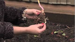 How to plant Calla Lily Aethiopica Zantedeschia [upl. by Yeldud]