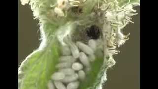 Braconidae  Cotesia cocoons on a caterpillar of Carcharodus boeticus [upl. by Akeihsat333]