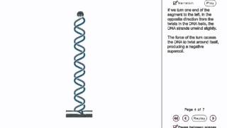 DNA Supercoiling Animation [upl. by Lanza50]