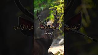 beautiful deer quran foryou [upl. by Bonnice]