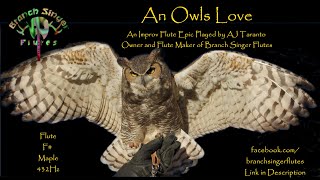 An Owls Love [upl. by Noit]