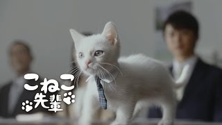 こねこ先輩が大活躍「営業の基本は、相手の懐に」 JAバンクCM [upl. by Namielus]