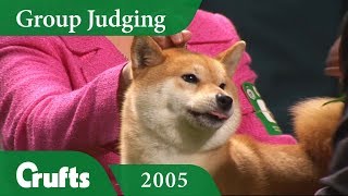 Japanese Shiba Inu wins Utility Group Judging at Crufts 2005 [upl. by Enyleuqcaj392]