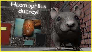 Haemophilus ducreyi ANIMATED Mnemonic for the USMLE [upl. by Hsivat383]